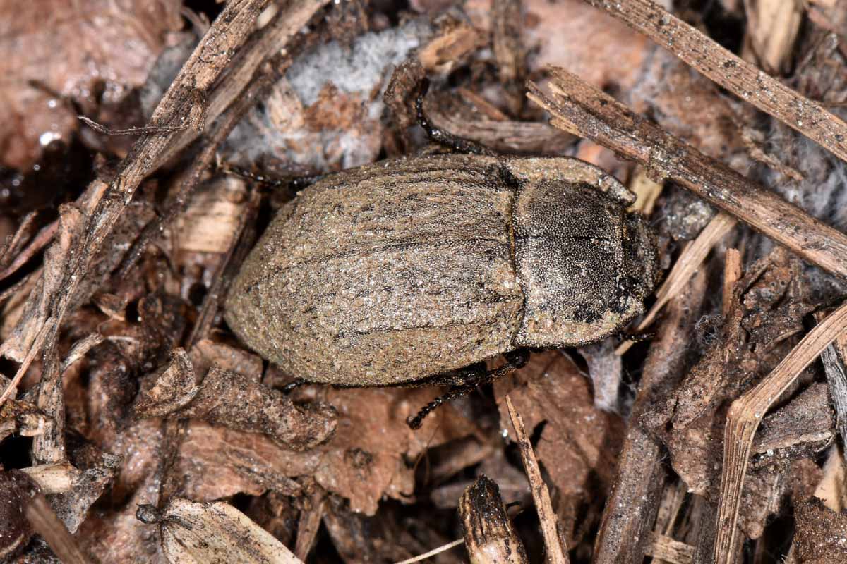 Tenebrionidae: Asida sp. anche lei?  S, Asida (Polasida) poneli